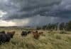 Tormentas fuertes este jueves 15 en Buenos Aires y Córdoba: prevén hasta 40 mm y posible granizo Tormenta fuerte sobre un campo ganadero de Córdoba, con vacas Angus negras y coloradas, intensas cortinas de lluvia, fuertes vientos y un relámpago.
