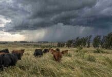 Tormentas fuertes este jueves 15 en Buenos Aires y Córdoba: prevén hasta 40 mm y posible granizo Tormenta fuerte sobre un campo ganadero de Córdoba, con vacas Angus negras y coloradas, intensas cortinas de lluvia, fuertes vientos y un relámpago.