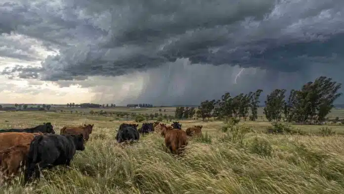 tormentas-fuertes-cordoba-buenos-aires-ganado-angus-ruralnet Tormenta fuerte sobre un campo ganadero de Córdoba, con vacas Angus negras y coloradas, intensas cortinas de lluvia, fuertes vientos y un relámpago.