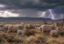 Prevén tormentas fuertes esta noche en Chubut y Santa Cruz: qué zonas están bajo alerta Rebaño de ovejas y corderos en la meseta patagónica bajo un cielo de tormenta, con un relámpago al fondo y corrales rurales en la estepa.