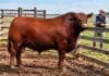 Buenos Aires pide testear los toros antes del servicio Toro Angus colorado en un corral, con un veterinario al fondo registrando información sanitaria.