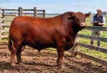 Buenos Aires pide testear los toros antes del servicio Toro Angus colorado en un corral, con un veterinario al fondo registrando información sanitaria.