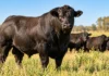 Genética bovina: los toros aumentaron 61% en un año y alcanzaron un precio promedio de $9,8 millones Toro reproductor Angus negro en un establecimiento ganadero argentino, con otros bovinos al fondo, ilustrando la inversión en genética bovina.