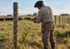 Trabajo rural: prorrogan hasta 2027 la compatibilidad con planes sociales Trabajador rural de espaldas reparando un alambrado de siete hilos en un campo ganadero argentino, con vacunos al fondo