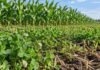 Trébol alejandrino en arroz: redujo la fitotoxicidad y elevó hasta 35% el rinde del maíz Trébol alejandrino utilizado como cultivo de servicio en una rotación agrícola con maíz, para mejorar las condiciones del suelo y favorecer el cultivo siguiente.