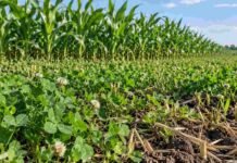 Trébol alejandrino en arroz: redujo la fitotoxicidad y elevó hasta 35% el rinde del maíz Trébol alejandrino utilizado como cultivo de servicio en una rotación agrícola con maíz, para mejorar las condiciones del suelo y favorecer el cultivo siguiente.