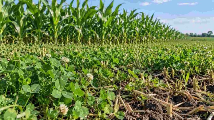 Trébol alejandrino utilizado como cultivo de servicio en una rotación agrícola con maíz, para mejorar las condiciones del suelo y favorecer el cultivo siguiente.