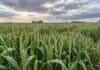 Las lluvias llegaron a tiempo para el trigo: hasta 103 mm y rindes que vuelven a superar los 40 qq/ha Cultivo de trigo verde en etapa de espigazón, con espigas y hojas húmedas tras las lluvias en la región núcleo argentina, bajo un cielo parcialmente nublado.