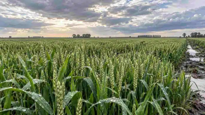trigo-espigazon-lluvias-recuperacion-rindes-region-nucleo-ruralnet Cultivo de trigo verde en etapa de espigazón, con espigas y hojas húmedas tras las lluvias en la región núcleo argentina, bajo un cielo parcialmente nublado.