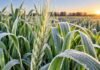 Trigo: las heladas provocan pérdidas de hasta el 15% en lotes Espiga y hojas de trigo cubiertas por escarcha tras una helada, en una imagen ilustrativa del impacto de las bajas temperaturas sobre el cultivo.