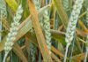 Enfermedades en trigo y cebada: cómo acertar el momento justo de aplicación según Marcelo Carmona Hojas y espigas de trigo afectadas por roya, con pústulas anaranjadas visibles sobre el cultivo.