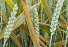Enfermedades en trigo y cebada: cómo acertar el momento justo de aplicación según Marcelo Carmona Hojas y espigas de trigo afectadas por roya, con pústulas anaranjadas visibles sobre el cultivo.