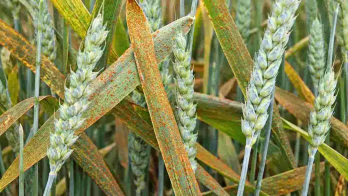 trigo-roya-enfermedad-foliar-ruralnet Hojas y espigas de trigo afectadas por roya, con pústulas anaranjadas visibles sobre el cultivo.