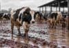 El barro pone en riesgo descanso, ordeño y alimentación: qué recomiendan para los tambos Vacas lecheras caminando sobre barro en un tambo tras lluvias intensas, en una imagen ilustrativa del impacto del exceso de agua sobre el manejo y el bienestar animal.