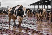 El barro pone en riesgo descanso, ordeño y alimentación: qué recomiendan para los tambos Vacas lecheras caminando sobre barro en un tambo tras lluvias intensas, en una imagen ilustrativa del impacto del exceso de agua sobre el manejo y el bienestar animal.