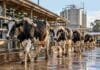 La leche gana calidad: grasa y proteína crecen más que la producción y marcan un récord Vacas lecheras en un tambo argentino, en una imagen ilustrativa de la producción de leche y el récord de sólidos útiles.