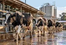 La leche gana calidad: grasa y proteína crecen más que la producción y marcan un récord Vacas lecheras en un tambo argentino, en una imagen ilustrativa de la producción de leche y el récord de sólidos útiles.