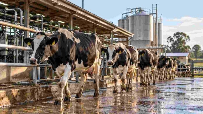 vacas-lecheras-tambo-produccion-solidos-ruralnet Vacas lecheras en un tambo argentino, en una imagen ilustrativa de la producción de leche y el récord de sólidos útiles.