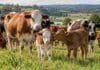 Nutrición de la vaca: terneros llegaron al destete con 10 kilos menos tras una restricción durante la gestación Vacas con terneros en un campo ganadero sobre pasturas, en una imagen ilustrativa de un rodeo de cría.