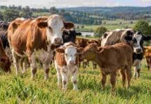 Nutrición de la vaca: terneros llegaron al destete con 10 kilos menos tras una restricción durante la gestación Vacas con terneros en un campo ganadero sobre pasturas, en una imagen ilustrativa de un rodeo de cría.