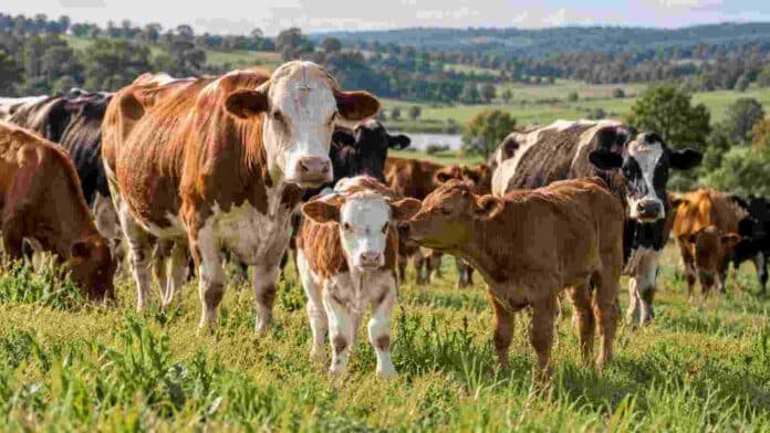 Vacas con terneros en un campo ganadero sobre pasturas, en una imagen ilustrativa de un rodeo de cría.