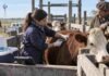 Aftosa 2027: los productores podrán elegir quién vacunará su hacienda Veterinaria aplica una vacuna a un bovino en una manga rural, durante una jornada sanitaria de vacunación del rodeo.