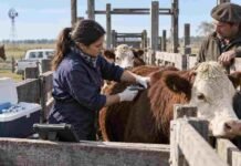 Aftosa 2027: los productores podrán elegir quién vacunará su hacienda Veterinaria aplica una vacuna a un bovino en una manga rural, durante una jornada sanitaria de vacunación del rodeo.