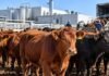 VISEC Carne: CRA rechaza descuentos de frigoríficos a productores no inscriptos Bovinos en corrales de un frigorífico exportador, en una imagen ilustrativa del reclamo de productores por descuentos vinculados con VISEC Carne.