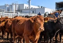 VISEC Carne: CRA rechaza descuentos de frigoríficos a productores no inscriptos Bovinos en corrales de un frigorífico exportador, en una imagen ilustrativa del reclamo de productores por descuentos vinculados con VISEC Carne.