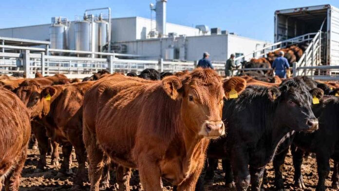visec-carne-frigorificos-ganaderos-ruralnet Bovinos en corrales de un frigorífico exportador, en una imagen ilustrativa del reclamo de productores por descuentos vinculados con VISEC Carne.